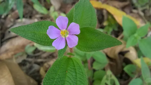 Chaetogastra clinopodifolia