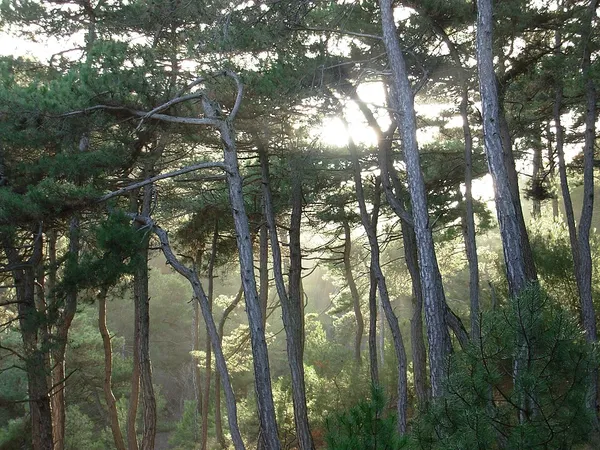 Dadia-Lefkimi-Soufli Forest National Park