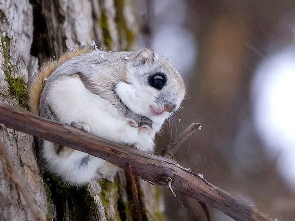 Ezo flying squirrel