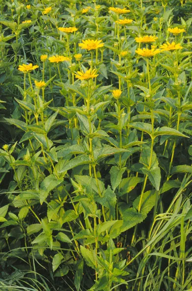 Heliopsis