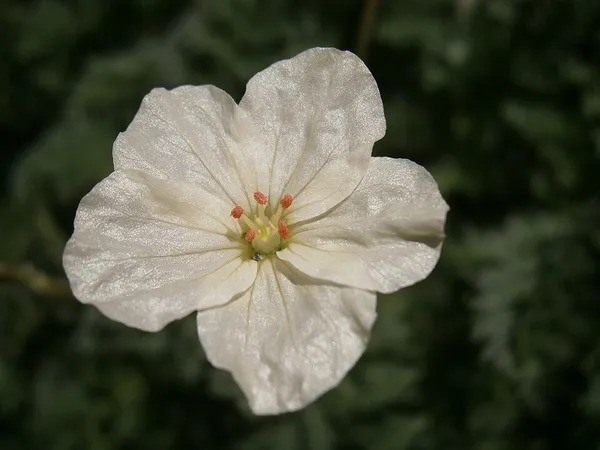 Erodium chrysanthum