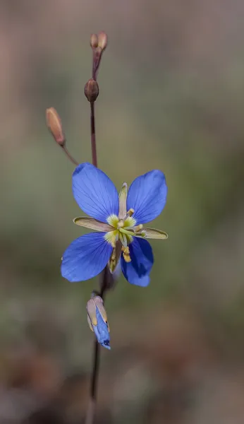Heliophila