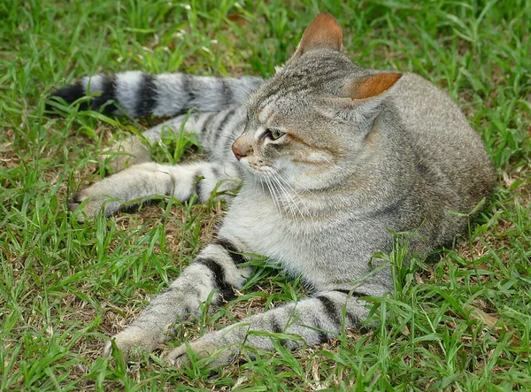 African wildcat