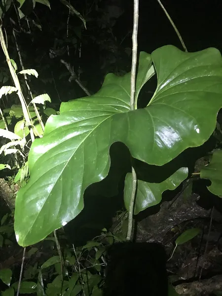 Anthurium brownii