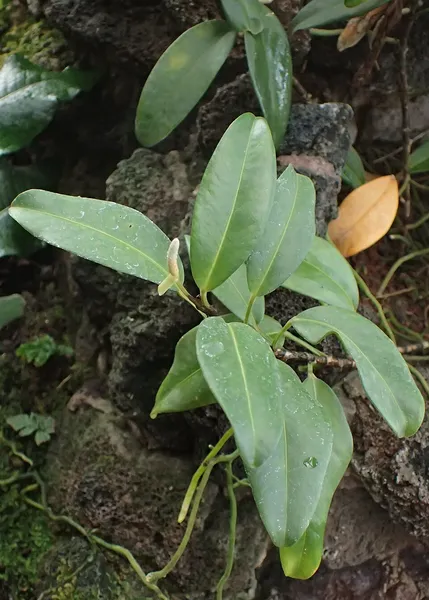 Anthurium scandens