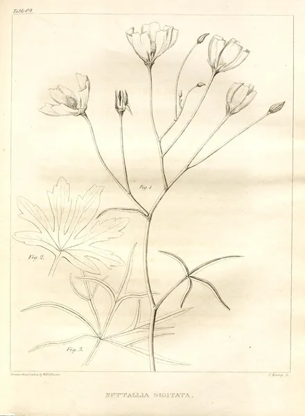 Callirhoe digitata