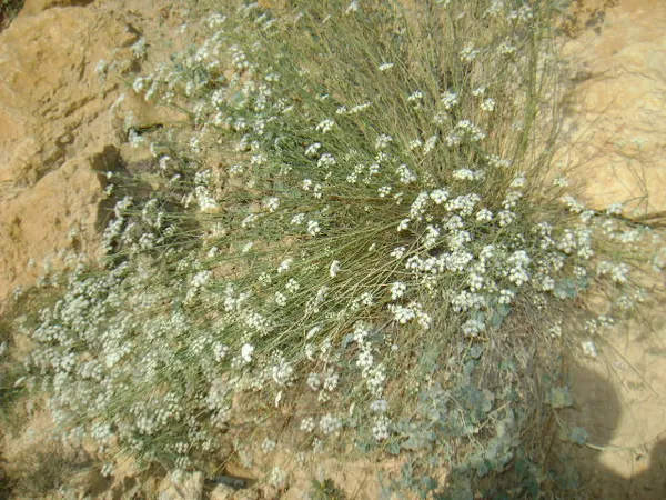 Deverra (plant)