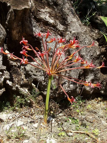 Brunsvigia