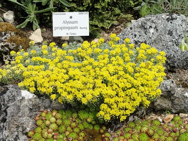 Alyssum propinquum