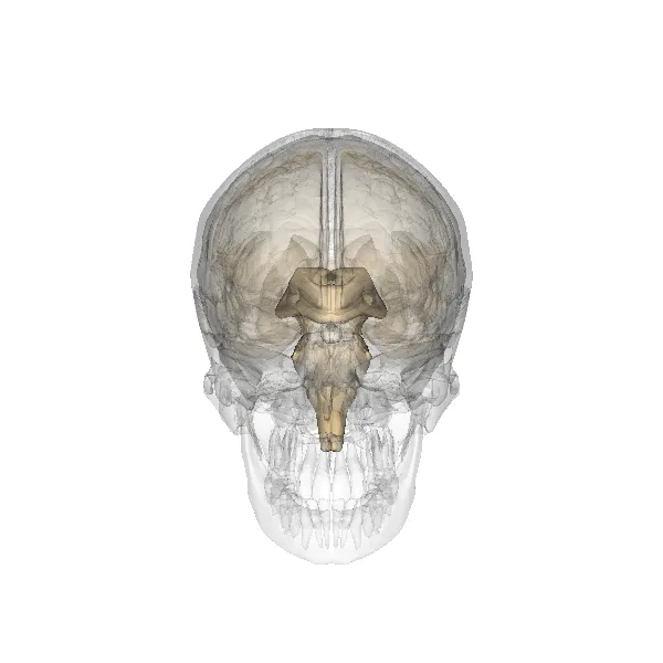 History of the pineal gland