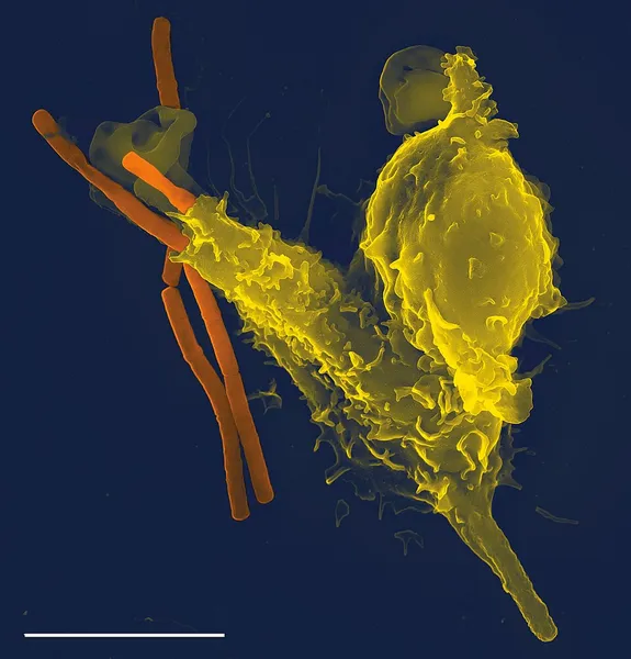 History of phagocytosis