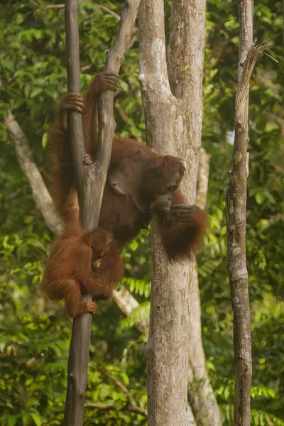Fauna of Borneo