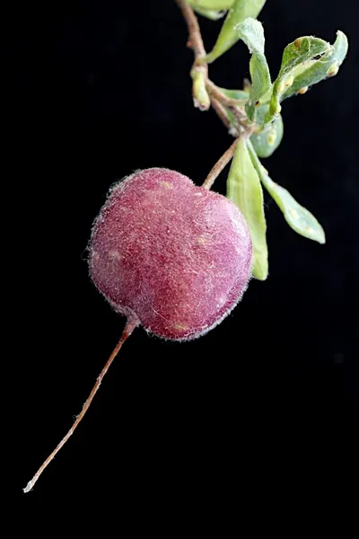Billardiera ovalis