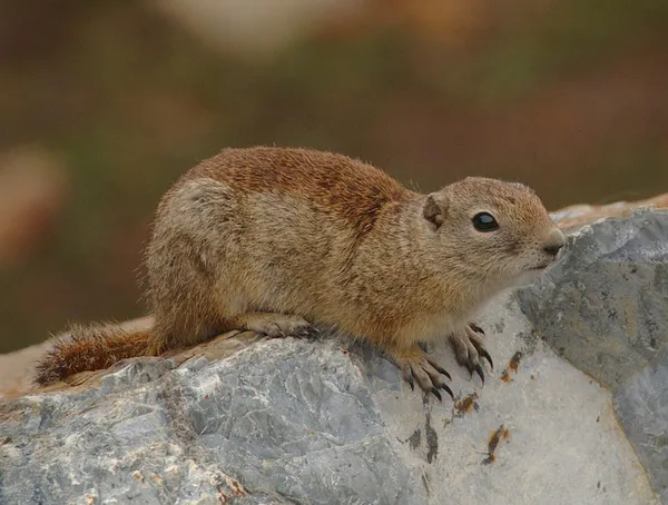 Belding's ground squirrel