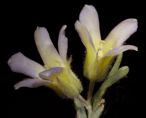 Billardiera venusta