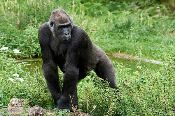 Critically endangered