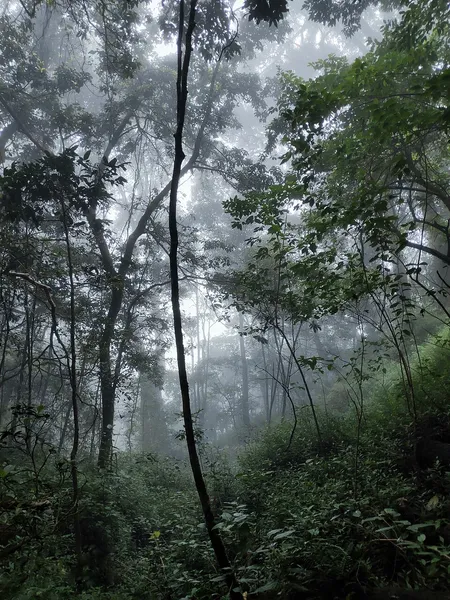 Forest management