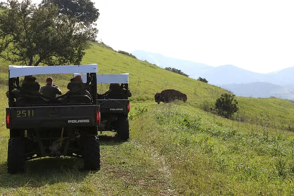 Camp Pendleton bison herd