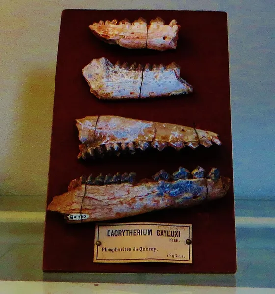 Dacrytherium