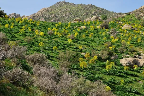 Hisar State Reserve