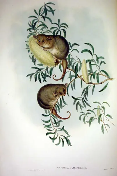 Eastern pygmy possum