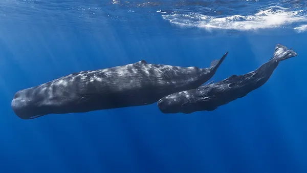 Cetacean
