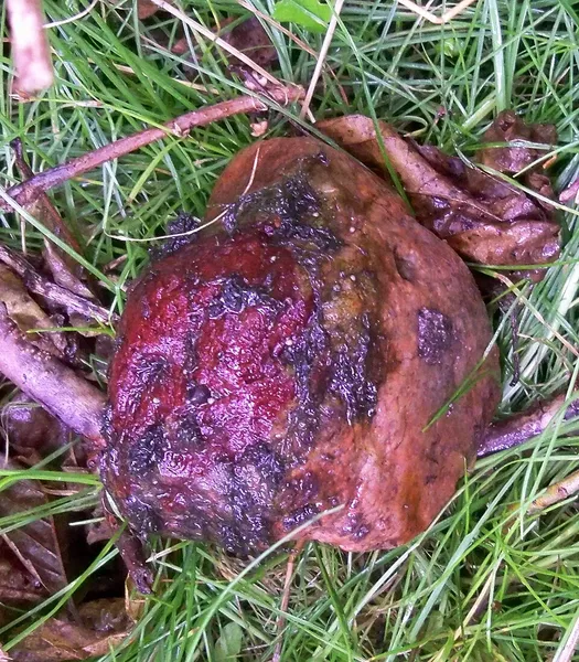 Hildenbrandia rivularis