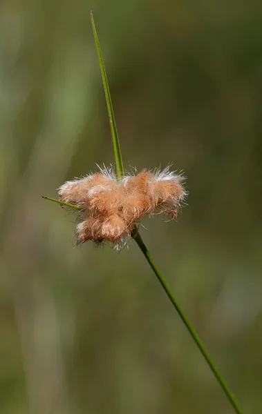 Eriophorum virginicum