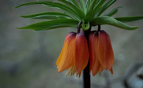 Fritillaria imperialis