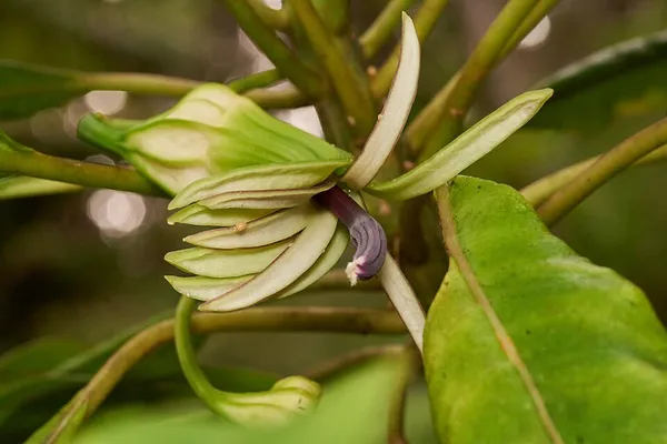 Clermontia hawaiiensis