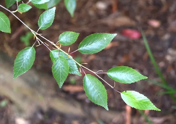 Carpinus kawakamii