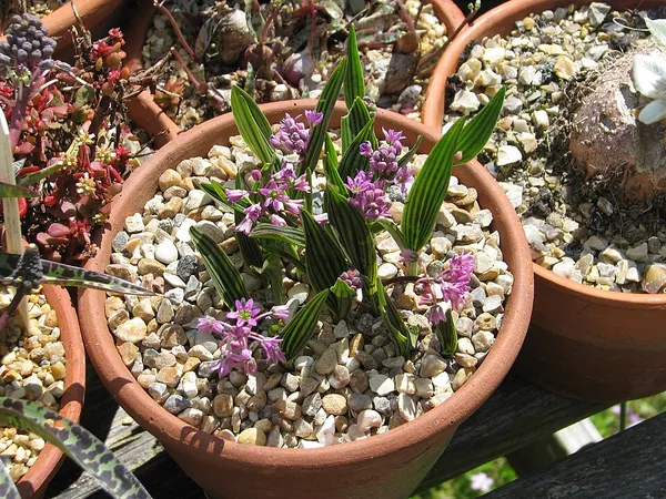 Ledebouria cooperi