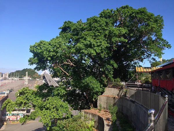 Ficus caulocarpa