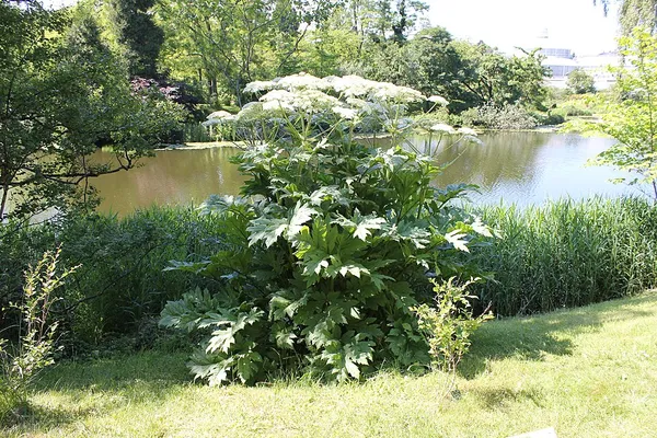 Heracleum lehmannianum