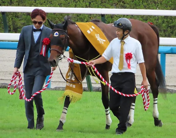 Embroidery (horse)