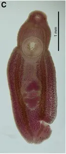 Clinostomum complanatum