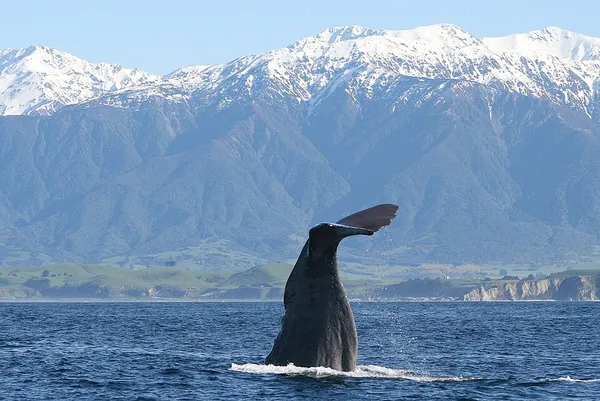 Biodiversity of the Kaikōura region