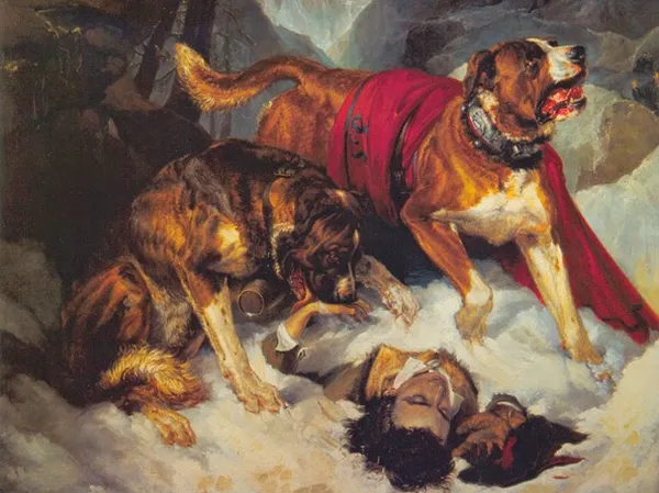 Alpine Mastiffs Reanimating a Distressed Traveller