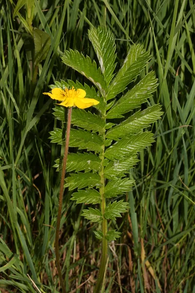 Argentina anserina