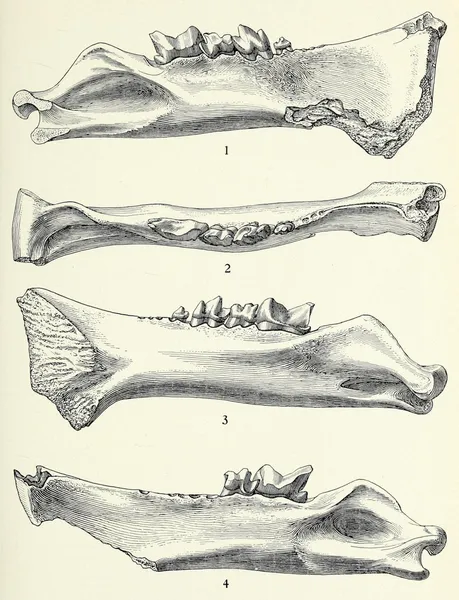 Apataelurus