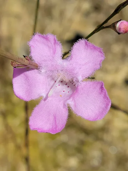Agalinis linifolia