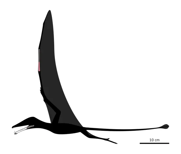 Eotephradactylus