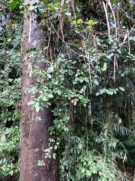 Apocissus