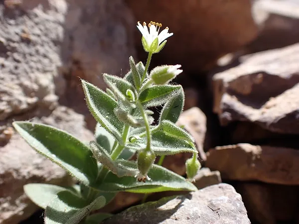 Hesperostellaria