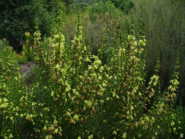 Erica sparrmanni