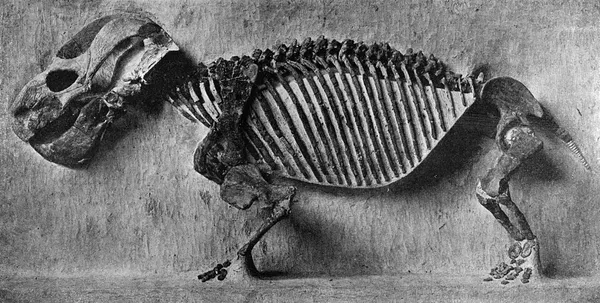 Endothiodon Assemblage Zone
