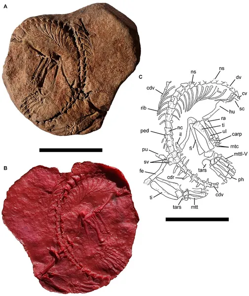 Galesphyrus