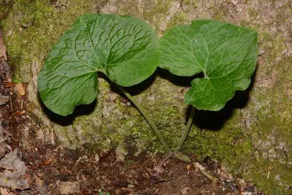 Asarum acuminatum