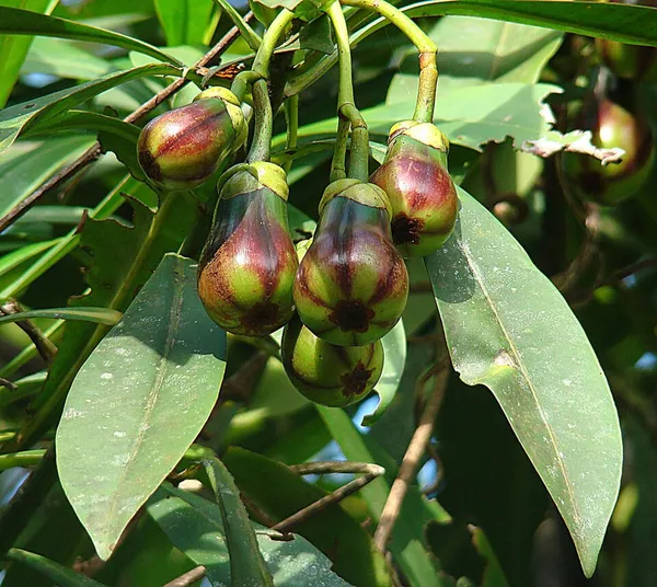 Arawakia weddelliana
