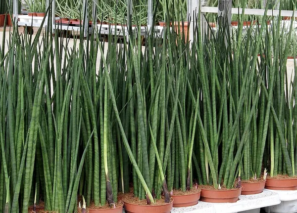 Dracaena bacularis